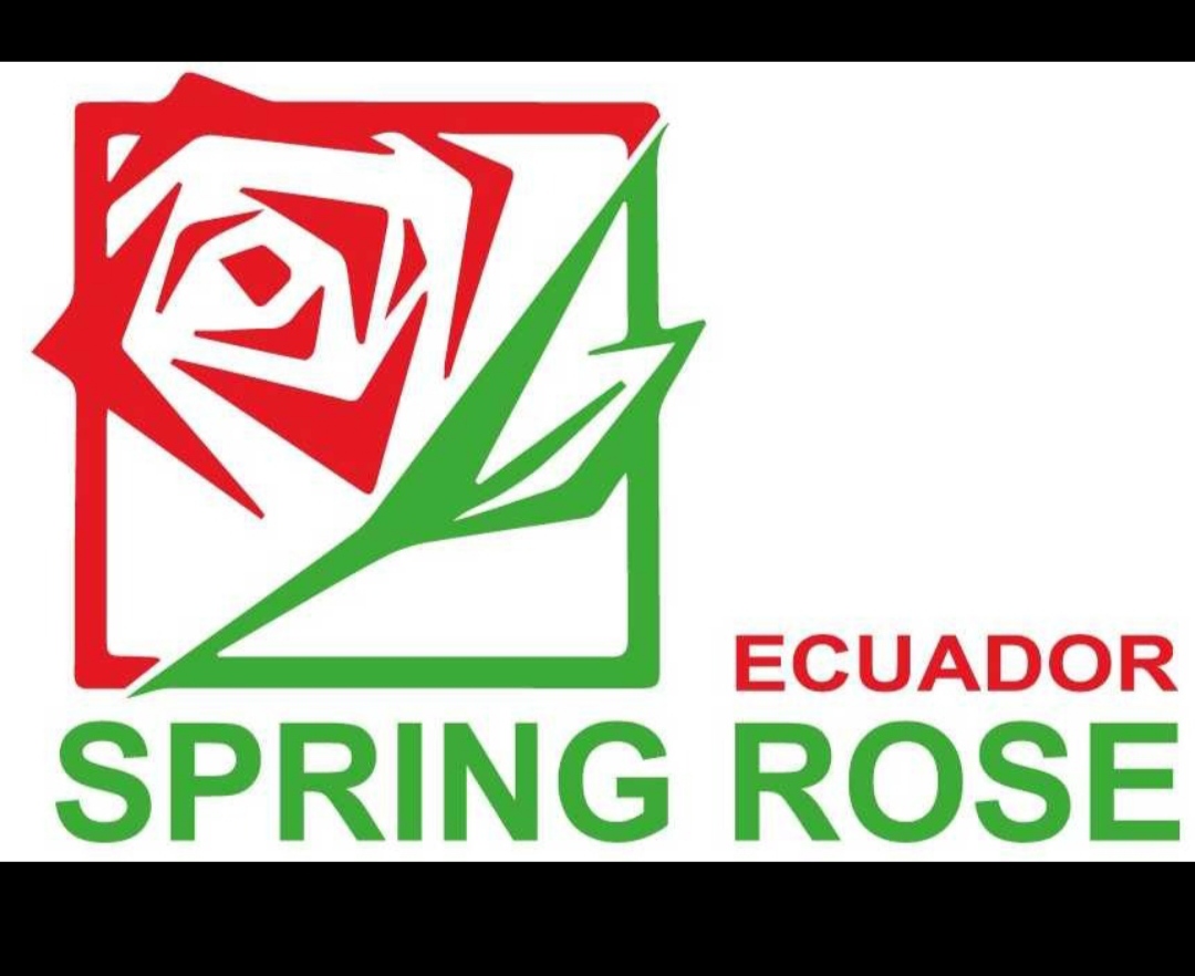 spring rose